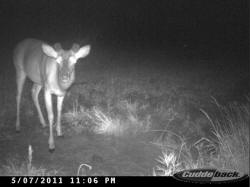 Kentucky deer hunting, western kentucky deer hunting, deer hunting, hunting, archery, Whitetail deer hunting, west ky whitetail hunting, kentucky whitetail outfitters, boone & crocket