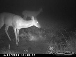 Kentucky deer hunting, western kentucky deer hunting, deer hunting, hunting, archery, Whitetail deer hunting, west ky whitetail hunting, kentucky whitetail outfitters, boone & crocket