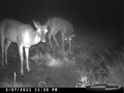 Kentucky deer hunting, western kentucky deer hunting, deer hunting, hunting, archery, Whitetail deer hunting, west ky whitetail hunting, kentucky whitetail outfitters, boone & crocket