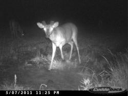 Kentucky deer hunting, western kentucky deer hunting, deer hunting, hunting, archery, Whitetail deer hunting, west ky whitetail hunting, kentucky whitetail outfitters, boone & crocket
