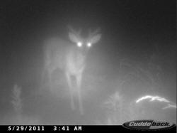 Kentucky deer hunting, western kentucky deer hunting, deer hunting, hunting, archery, Whitetail deer hunting, west ky whitetail hunting, kentucky whitetail outfitters, boone & crocket