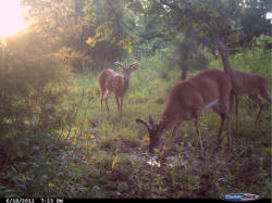 Kentucky deer hunting, western kentucky deer hunting, deer hunting, hunting, archery, Whitetail deer hunting, west ky whitetail hunting, kentucky whitetail outfitters, boone & crocket