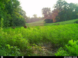 Kentucky deer hunting, western kentucky deer hunting, deer hunting, hunting, archery, Whitetail deer hunting, west ky whitetail hunting, kentucky whitetail outfitters, boone & crocket