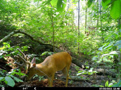 Kentucky deer hunting, western kentucky deer hunting, deer hunting, hunting, archery, Whitetail deer hunting, west ky whitetail hunting, kentucky whitetail outfitters, boone & crocket