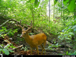 Kentucky deer hunting, western kentucky deer hunting, deer hunting, hunting, archery, Whitetail deer hunting, west ky whitetail hunting, kentucky whitetail outfitters, boone & crocket