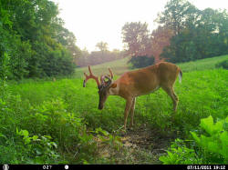 Kentucky deer hunting, western kentucky deer hunting, deer hunting, hunting, archery, Whitetail deer hunting, west ky whitetail hunting, kentucky whitetail outfitters, boone & crocket