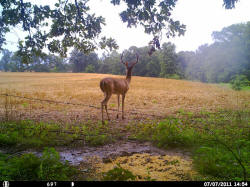 Kentucky deer hunting, western kentucky deer hunting, deer hunting, hunting, archery, Whitetail deer hunting, west ky whitetail hunting, kentucky whitetail outfitters, boone & crocket