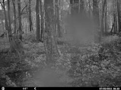 Kentucky deer hunting, western kentucky deer hunting, deer hunting, hunting, archery, Whitetail deer hunting, west ky whitetail hunting, kentucky whitetail outfitters, boone & crocket