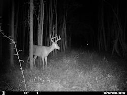 Kentucky deer hunting, western kentucky deer hunting, deer hunting, hunting, archery, Whitetail deer hunting, west ky whitetail hunting, kentucky whitetail outfitters, boone & crocket