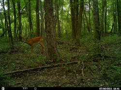 Kentucky deer hunting, western kentucky deer hunting, deer hunting, hunting, archery, Whitetail deer hunting, west ky whitetail hunting, kentucky whitetail outfitters, boone & crocket