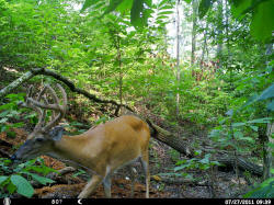 Kentucky deer hunting, western kentucky deer hunting, deer hunting, hunting, archery, Whitetail deer hunting, west ky whitetail hunting, kentucky whitetail outfitters, boone & crocket