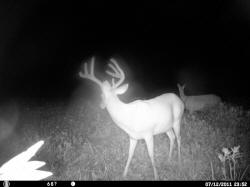 Kentucky deer hunting, western kentucky deer hunting, deer hunting, hunting, archery, Whitetail deer hunting, west ky whitetail hunting, kentucky whitetail outfitters, boone & crocket