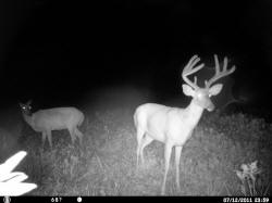 Kentucky deer hunting, western kentucky deer hunting, deer hunting, hunting, archery, Whitetail deer hunting, west ky whitetail hunting, kentucky whitetail outfitters, boone & crocket