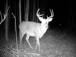 Kentucky deer hunting, western kentucky deer hunting, deer hunting, hunting, archery, Whitetail deer hunting, west ky whitetail hunting, kentucky whitetail outfitters, boone & crocket