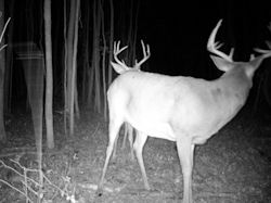 Kentucky deer hunting, western kentucky deer hunting, deer hunting, hunting, archery, Whitetail deer hunting, west ky whitetail hunting, kentucky whitetail outfitters, boone & crocket