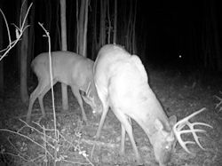 Kentucky deer hunting, western kentucky deer hunting, deer hunting, hunting, archery, Whitetail deer hunting, west ky whitetail hunting, kentucky whitetail outfitters, boone & crocket