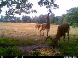 Kentucky deer hunting, western kentucky deer hunting, deer hunting, hunting, archery, Whitetail deer hunting, west ky whitetail hunting, kentucky whitetail outfitters, boone & crocket