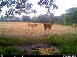 Kentucky deer hunting, western kentucky deer hunting, deer hunting, hunting, archery, Whitetail deer hunting, west ky whitetail hunting, kentucky whitetail outfitters, boone & crocket
