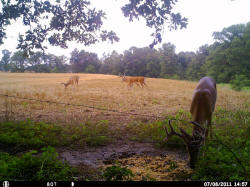 Kentucky deer hunting, western kentucky deer hunting, deer hunting, hunting, archery, Whitetail deer hunting, west ky whitetail hunting, kentucky whitetail outfitters, boone & crocket