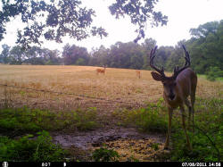 Kentucky deer hunting, western kentucky deer hunting, deer hunting, hunting, archery, Whitetail deer hunting, west ky whitetail hunting, kentucky whitetail outfitters, boone & crocket