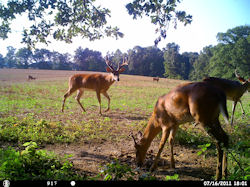Kentucky deer hunting, western kentucky deer hunting, deer hunting, hunting, archery, Whitetail deer hunting, west ky whitetail hunting, kentucky whitetail outfitters, boone & crocket