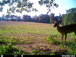 Kentucky deer hunting, western kentucky deer hunting, deer hunting, hunting, archery, Whitetail deer hunting, west ky whitetail hunting, kentucky whitetail outfitters, boone & crocket