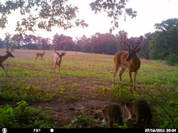 Kentucky deer hunting, western kentucky deer hunting, deer hunting, hunting, archery, Whitetail deer hunting, west ky whitetail hunting, kentucky whitetail outfitters, boone & crocket