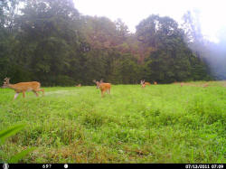 Kentucky deer hunting, western kentucky deer hunting, deer hunting, hunting, archery, Whitetail deer hunting, west ky whitetail hunting, kentucky whitetail outfitters, boone & crocket