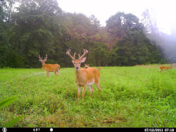 Kentucky deer hunting, western kentucky deer hunting, deer hunting, hunting, archery, Whitetail deer hunting, west ky whitetail hunting, kentucky whitetail outfitters, boone & crocket
