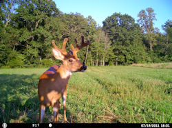 Kentucky deer hunting, western kentucky deer hunting, deer hunting, hunting, archery, Whitetail deer hunting, west ky whitetail hunting, kentucky whitetail outfitters, boone & crocket