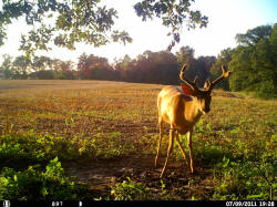 Kentucky deer hunting, western kentucky deer hunting, deer hunting, hunting, archery, Whitetail deer hunting, west ky whitetail hunting, kentucky whitetail outfitters, boone & crocket