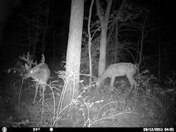Kentucky deer hunting, western kentucky deer hunting, deer hunting, hunting, archery, Whitetail deer hunting, west ky whitetail hunting, kentucky whitetail outfitters, boone & crocket