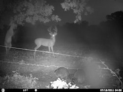 Kentucky deer hunting, western kentucky deer hunting, deer hunting, hunting, archery, Whitetail deer hunting, west ky whitetail hunting, kentucky whitetail outfitters, boone & crocket
