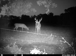 Kentucky deer hunting, western kentucky deer hunting, deer hunting, hunting, archery, Whitetail deer hunting, west ky whitetail hunting, kentucky whitetail outfitters, boone & crocket