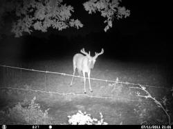 Kentucky deer hunting, western kentucky deer hunting, deer hunting, hunting, archery, Whitetail deer hunting, west ky whitetail hunting, kentucky whitetail outfitters, boone & crocket