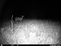 Kentucky deer hunting, western kentucky deer hunting, deer hunting, hunting, archery, Whitetail deer hunting, west ky whitetail hunting, kentucky whitetail outfitters, boone & crocket