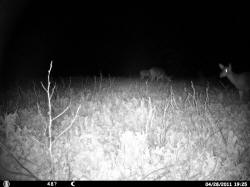 Kentucky deer hunting, western kentucky deer hunting, deer hunting, hunting, archery, Whitetail deer hunting, west ky whitetail hunting, kentucky whitetail outfitters, boone & crocket
