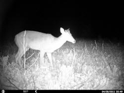 Kentucky deer hunting, western kentucky deer hunting, deer hunting, hunting, archery, Whitetail deer hunting, west ky whitetail hunting, kentucky whitetail outfitters, boone & crocket