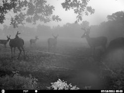 Kentucky deer hunting, western kentucky deer hunting, deer hunting, hunting, archery, Whitetail deer hunting, west ky whitetail hunting, kentucky whitetail outfitters, boone & crocket