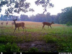 Kentucky deer hunting, western kentucky deer hunting, deer hunting, hunting, archery, Whitetail deer hunting, west ky whitetail hunting, kentucky whitetail outfitters, boone & crocket