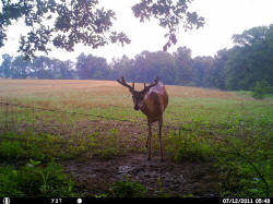 Kentucky deer hunting, western kentucky deer hunting, deer hunting, hunting, archery, Whitetail deer hunting, west ky whitetail hunting, kentucky whitetail outfitters, boone & crocket