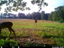 Kentucky deer hunting, western kentucky deer hunting, deer hunting, hunting, archery, Whitetail deer hunting, west ky whitetail hunting, kentucky whitetail outfitters, boone & crocket