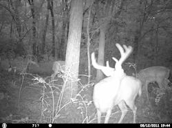 Kentucky deer hunting, western kentucky deer hunting, deer hunting, hunting, archery, Whitetail deer hunting, west ky whitetail hunting, kentucky whitetail outfitters, boone & crocket