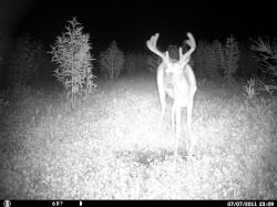 Kentucky deer hunting, western kentucky deer hunting, deer hunting, hunting, archery, Whitetail deer hunting, west ky whitetail hunting, kentucky whitetail outfitters, boone & crocket