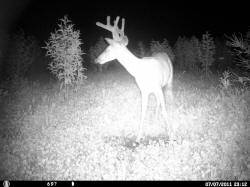 Kentucky deer hunting, western kentucky deer hunting, deer hunting, hunting, archery, Whitetail deer hunting, west ky whitetail hunting, kentucky whitetail outfitters, boone & crocket