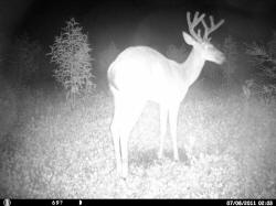 Kentucky deer hunting, western kentucky deer hunting, deer hunting, hunting, archery, Whitetail deer hunting, west ky whitetail hunting, kentucky whitetail outfitters, boone & crocket