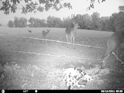 Kentucky deer hunting, western kentucky deer hunting, deer hunting, hunting, archery, Whitetail deer hunting, west ky whitetail hunting, kentucky whitetail outfitters, boone & crocket