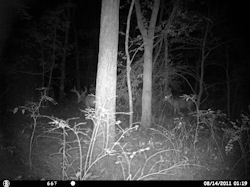 Kentucky deer hunting, western kentucky deer hunting, deer hunting, hunting, archery, Whitetail deer hunting, west ky whitetail hunting, kentucky whitetail outfitters, boone & crocket