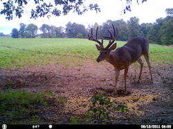 Kentucky deer hunting, western kentucky deer hunting, deer hunting, hunting, archery, Whitetail deer hunting, west ky whitetail hunting, kentucky whitetail outfitters, boone & crocket