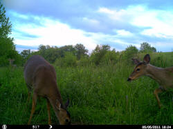 Kentucky deer hunting, western kentucky deer hunting, deer hunting, hunting, archery, Whitetail deer hunting, west ky whitetail hunting, kentucky whitetail outfitters, boone & crocket